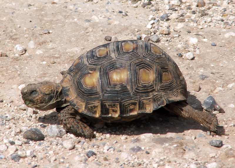 Texas Tortoise