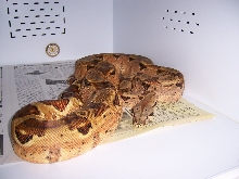Mesaana