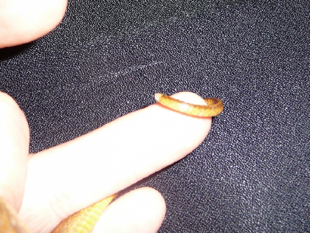 Snake Tail