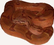 07 #1 Male Linx Ruby Salmon