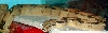 07 #1 Normal Female Linx Ruby Salmon littermate (included in sale)
