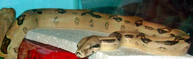 07 #1 Normal Female Linx Ruby Salmon littermate (included in sale)