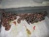 07 #1 Linx Ruby Salmon litter after birth