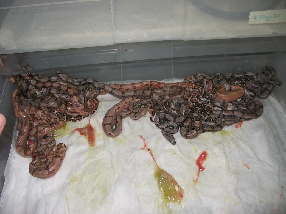 07 #1 Linx Ruby Salmon litter after birth