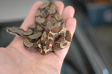 07 Linx normal sibling with probable genetic dot on tail