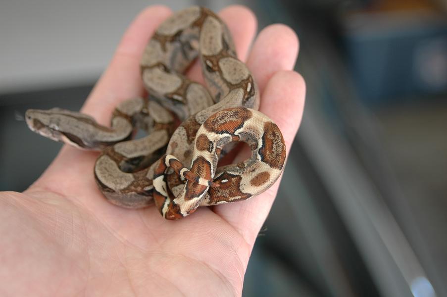 07 Linx normal sibling with probable genetic dot on tail