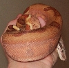07 #2 Male Linx Ruby Salmon (included in sale)