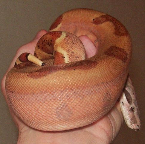 07 #2 Male Linx Ruby Salmon (included in sale)