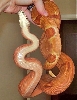 07 #1 Male Linx Ruby Salmon