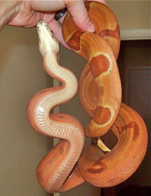 07 #1 Male Linx Ruby Salmon