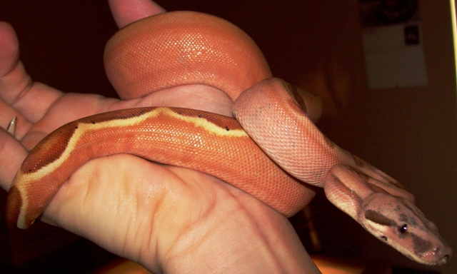 07 #1 Female Linx Ruby Salmon