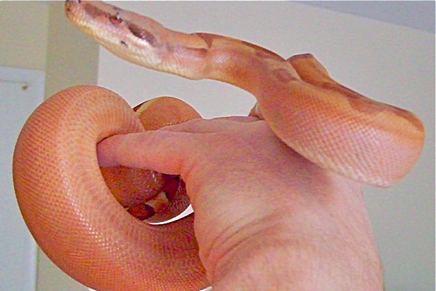 07 #1 Female Linx Ruby Salmon