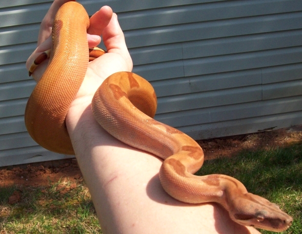 07 #1 Female Linx Ruby Salmon