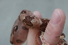 07 linx ruby salmon sibling with mom's color trait