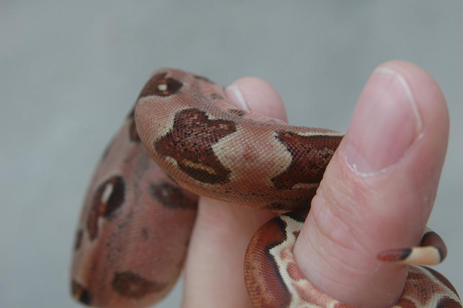 07 linx ruby salmon sibling with mom's color trait