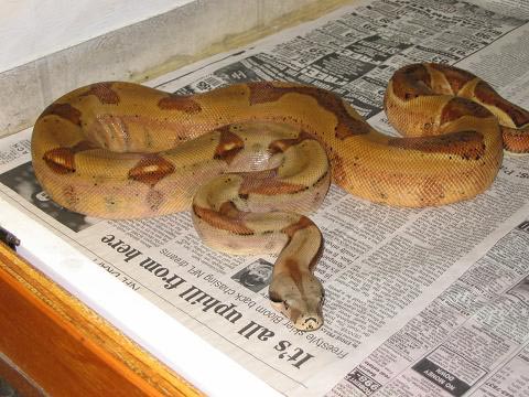 07 Father Linx Ruby Salmon Litter