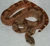 07 #2 Male Linx Ruby Salmon (included in sale)