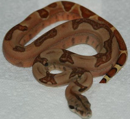 07 #2 Male Linx Ruby Salmon (included in sale)