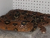 07 Mother Linx Ruby Salmon Litter