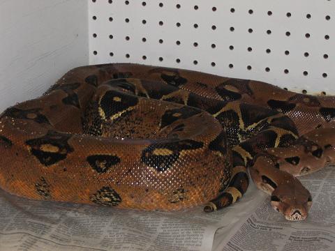 07 Mother Linx Ruby Salmon Litter