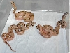 07 #1 Linx Ruby Salmon litter after birth