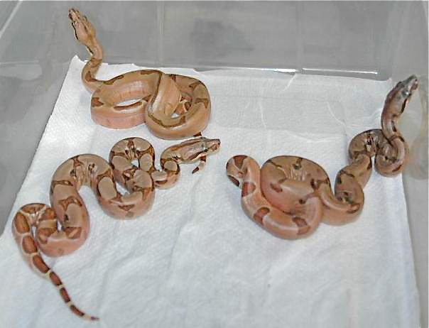 07 #1 Linx Ruby Salmon litter after birth