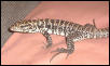 Lizard