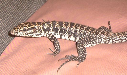 Lizard