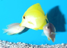 Saltwater - Austin Aquariums