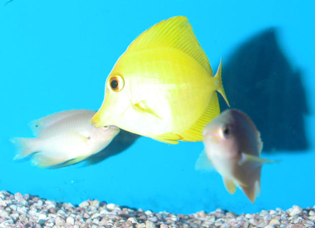 Saltwater - Austin Aquariums