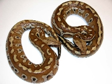 Het T  Albino Bloods (P. brongersmai)