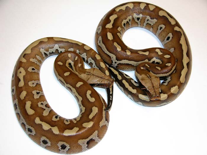 Het T  Albino Bloods (P. brongersmai)