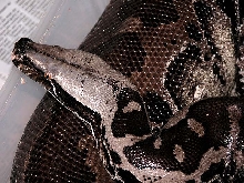 Coco Mama - CB '00 VPI Sumatran Short-Tailed Python