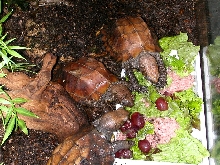 Mouhottis Eating
