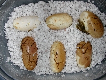 weird eggs