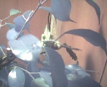 Eddy the chameleon