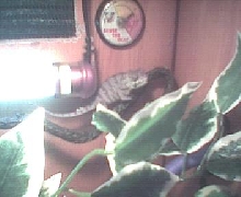 My new Baby Nosy Be Panther, Joey