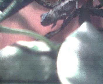 Joey, the panther chameleon