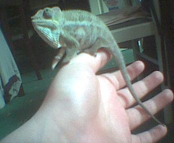Joey-My Nosybe panther