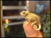 My lil crittter