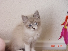 MY NEW KITTY