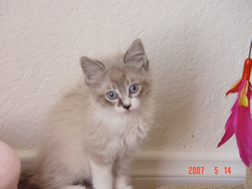 MY NEW KITTY