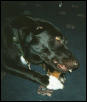 Jaz with chew