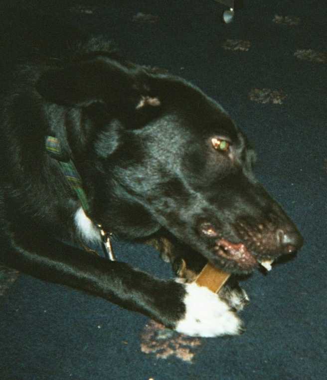 Jaz with chew