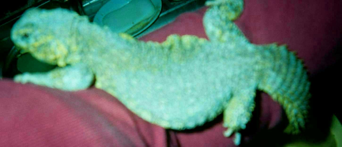 Dino