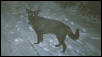 Jaz in the snow