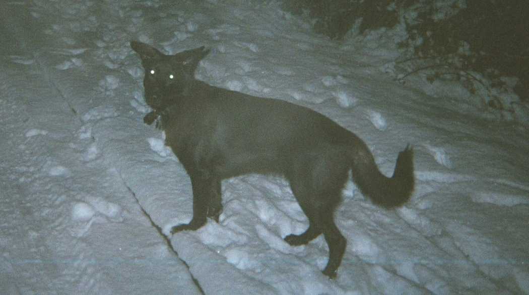 Jaz in the snow
