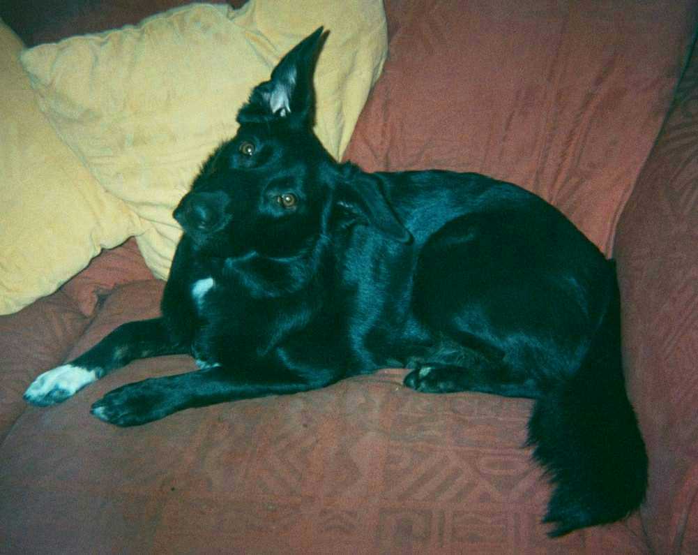 Jaz on sofa