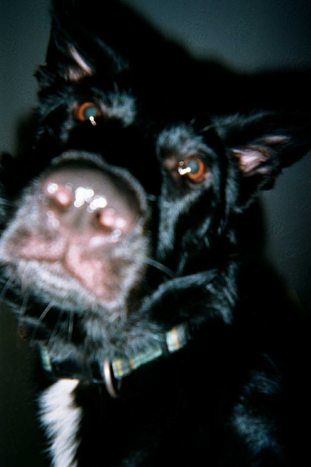 Jaz up close :-)