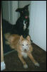 Tebeau and Jaz again